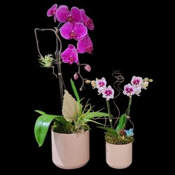 Natural Orchids Boutique - This curated duo is made to be displayed together or shared, creating a cohesive floral statement that feels meaningful, warm, and lasting.