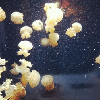Seattle Aquarium - Aquariums Near Me - Seattle, Washington Seattle Aquarium - Aquariums Near Me - Seattle, Washington