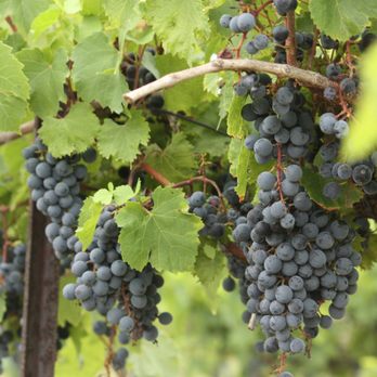 Berryville Vineyards - a bunch of grapes on the vine - Wineries Near Me - Claremont, Illinois Berryville Vineyards - a bunch of grapes on the vine - Wineries Near Me - Claremont, Illinois