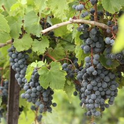 Berryville Vineyards