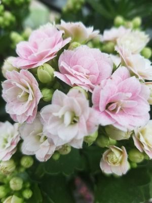 Rosemary & Pepper Flower Co by null