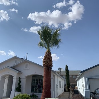 Phillip's Yard Care - a palm tree in front of a house - Tree Services Near Me Phillip's Yard Care - a palm tree in front of a house - Tree Services Near Me