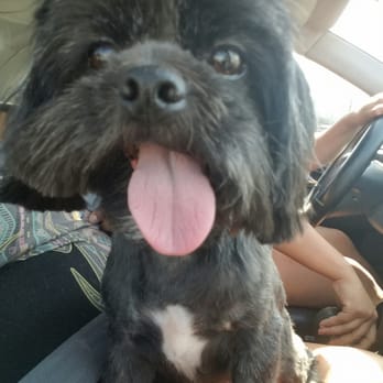 Mary's Dog Grooming - Pretty girl!! - Pet Groomers Near Me - Rialto, California Mary's Dog Grooming - Pretty girl!! - Pet Groomers Near Me - Rialto, California