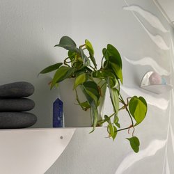 La Jolla Oncology Acupuncture & Massage