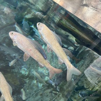 Downtown Aquarium - Museums Near Me - Denver, Colorado Downtown Aquarium - Museums Near Me - Denver, Colorado