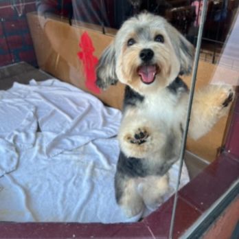 Barkhouse No 14 - Pet Groomers Near Me - Tracy, California