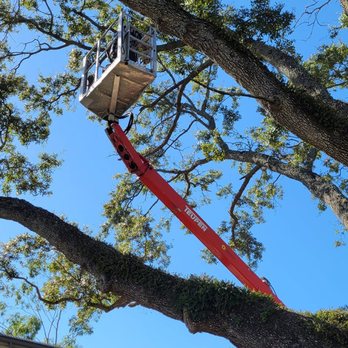 Tampa Tree Works - Tree Services Near Me Tampa Tree Works - Tree Services Near Me