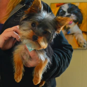 Summer Meadows Pet Spa - Harry the Yorkie Puppy - Pet Groomers Near Me - Hampstead, Maryland Summer Meadows Pet Spa - Harry the Yorkie Puppy - Pet Groomers Near Me - Hampstead, Maryland