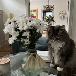 Janie's Country Gallery Florist - Lucious & Daisies