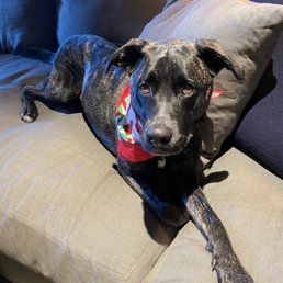 Rufus after a bath! Rufus after a bath!