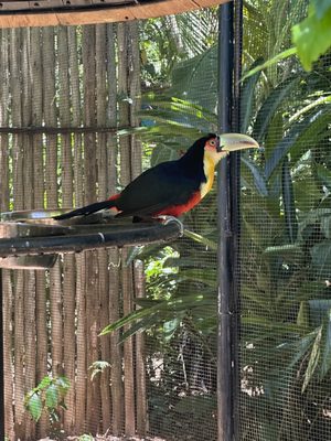 Parque das Aves by null