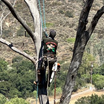 Heilig's Tree Service - Tree Services Near Me - El Cajon, California Heilig's Tree Service - Tree Services Near Me - El Cajon, California