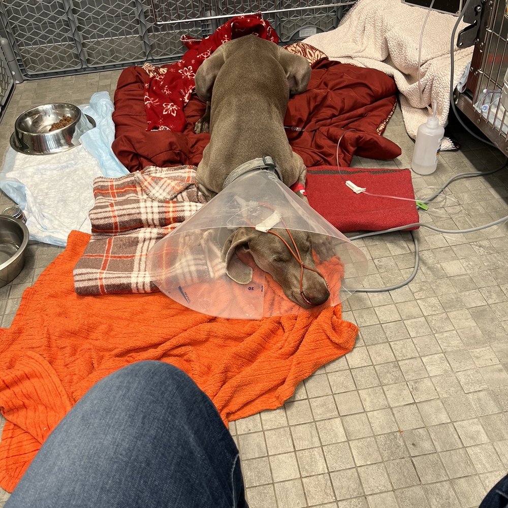 Our dog at the ER Our dog at the ER