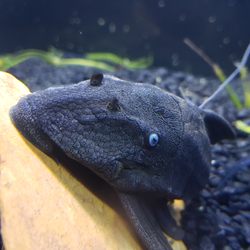 Aquallations