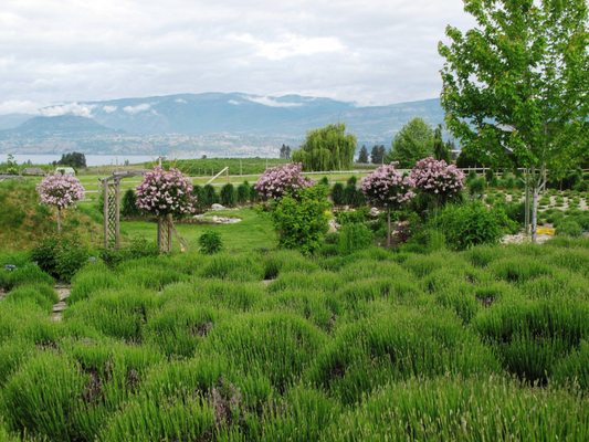 Okanagan Lavender & Herb Farm by null
