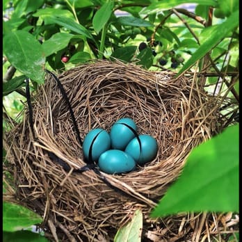 Adam's Berry Farm - The robin's nest with it's eggs.  Don't touch! - Fruits & Veggies Near Me - Charlotte, Vermont