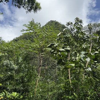 Mānoa Falls Trail - Hiking Near Me - Honolulu, Hawaii