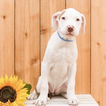 Bear Valley Veterinary Care Center - Veterinarians Near Me - Denver, Colorado