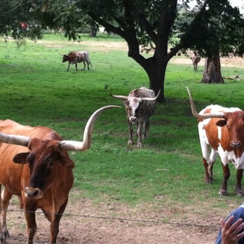 Rio Cibolo Ranch - Feeding the longhorns - Venues & Event Spaces Near Me - Marion, Texas