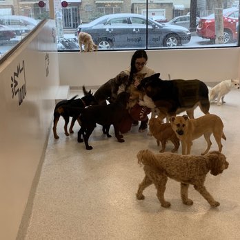 Dozo Dog - First introductions! - Pet Groomers Near Me - Astoria, New York Dozo Dog - First introductions! - Pet Groomers Near Me - Astoria, New York
