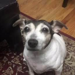 My baby Lucy a few days before she passed My baby Lucy a few days before she passed