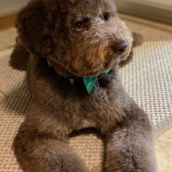 ShamPooches - My darling beau! - Pet Groomers Near Me - San Ramon, California ShamPooches - My darling beau! - Pet Groomers Near Me - San Ramon, California