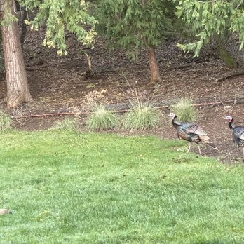 Butte Creek Watershed Conservancy - It's always sweet to see wildlife, especially the wild turkeys in the spring when they start strutting their stuff. - Chico, California Butte Creek Watershed Conservancy - It's always sweet to see wildlife, especially the wild turkeys in the spring when they start strutting their stuff. - Chico, California