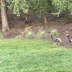 Butte Creek Watershed Conservancy - It's always sweet to see wildlife, especially the wild turkeys in the spring when they start strutting their stuff.