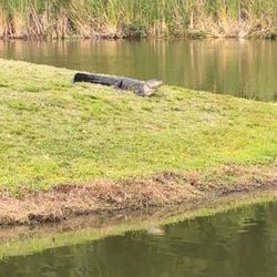 St. Johns Golf & Country Club - St. Johns golf and country club