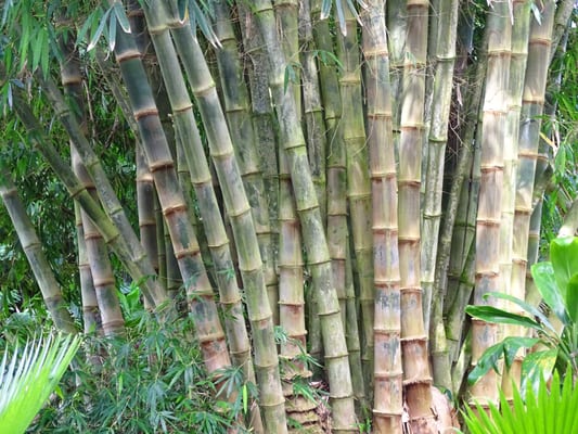 Waikamoi Nature Trailhead and Parking Area by null