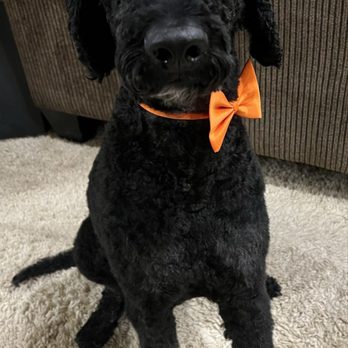 Lavish Licks - Pet Groomers Near Me - Las Vegas, Nevada