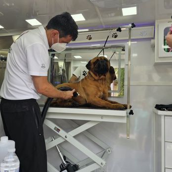 210 Pet Grooming - Pet Groomers Near Me - San Antonio, Texas