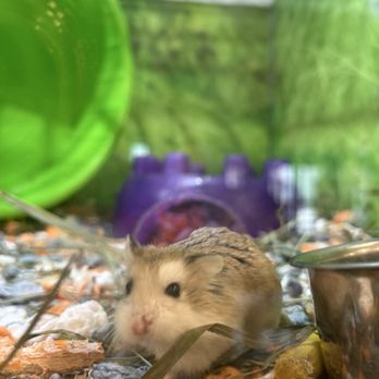 PetSmart Dog Training - Pet Stores Near Me - Stevenson Ranch, California