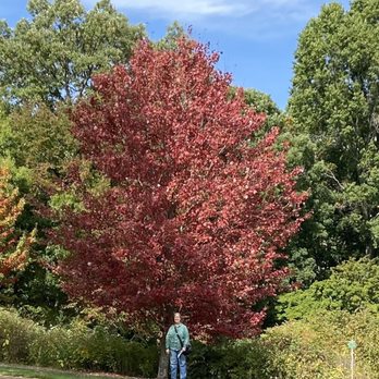 Arnold Arboretum - Me with ONE tree in fall color - Parks Near Me - Boston, Massachusetts
