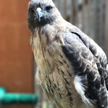 Cascades Raptor Center - Zoos Near Me - Eugene, Oregon