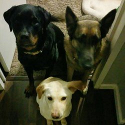 Canine Dominion
