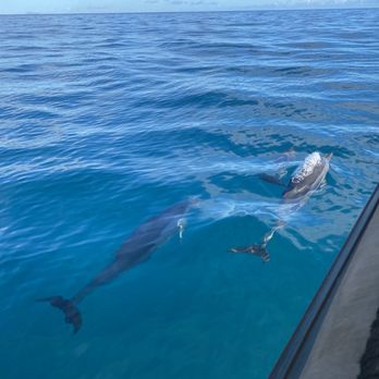 Na Pali Explorer - Dolphins - Boat Tours Near Me - Kekaha, Hawaii