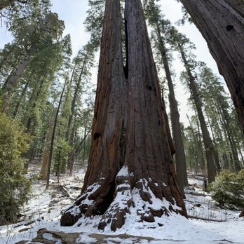Calaveras Big Trees State Park - Redwood tree on trail - Parks Near Me - Arnold, California Calaveras Big Trees State Park - Redwood tree on trail - Parks Near Me - Arnold, California