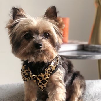 GROOM! Salon - Duke had his first GROOM! today with Merna! U was very happy with hospitality from Jennifer and look forward to returning! - Pet Groomers Near Me - Silver Spring, Maryland