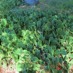 Our Lady of Lourdes Cemetery - Lots of cacti