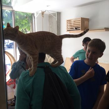 KitTea - Pet Adoption Near Me - San Francisco, California