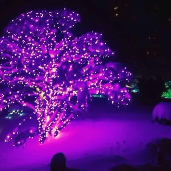 Denver Botanic Gardens - Glowing lights - Botanical Gardens Near Me - Denver, Colorado Denver Botanic Gardens - Glowing lights - Botanical Gardens Near Me - Denver, Colorado