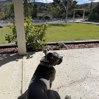 Keen K9 - Pet Training Near Me