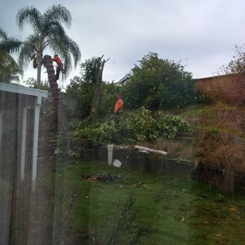 Tony's BC Tree Service - Tree Services Near Me - Orange, California