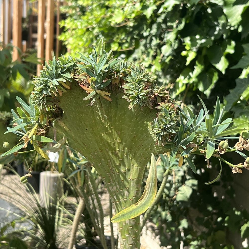 Plant Material - Euphorbia Lambii - Nurseries & Gardening Near Me - Los Angeles, California Plant Material - Euphorbia Lambii - Nurseries & Gardening Near Me - Los Angeles, California