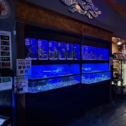 Polly's Pet Shop - Fish