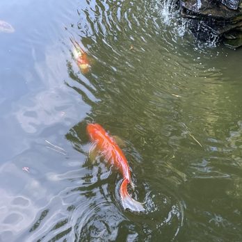 Sconyers Bar-B-Que - ows two fish swimming in a pond - Barbeque Near Me - Augusta, Georgia Sconyers Bar-B-Que - ows two fish swimming in a pond - Barbeque Near Me - Augusta, Georgia