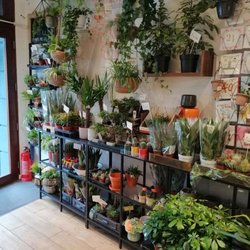 Lula Flower Shop - Plants plants plants