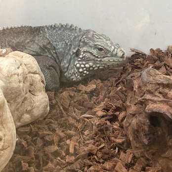 Amazon Reptile Center - Reptile Shops Near Me - Montclair, California
