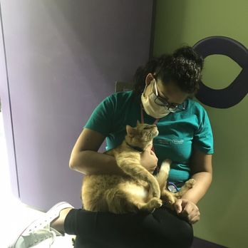 The Kitty Beautiful - Shanae sifting with her lover cat - Cafes Near Me - Orlando, Florida The Kitty Beautiful - Shanae sifting with her lover cat - Cafes Near Me - Orlando, Florida